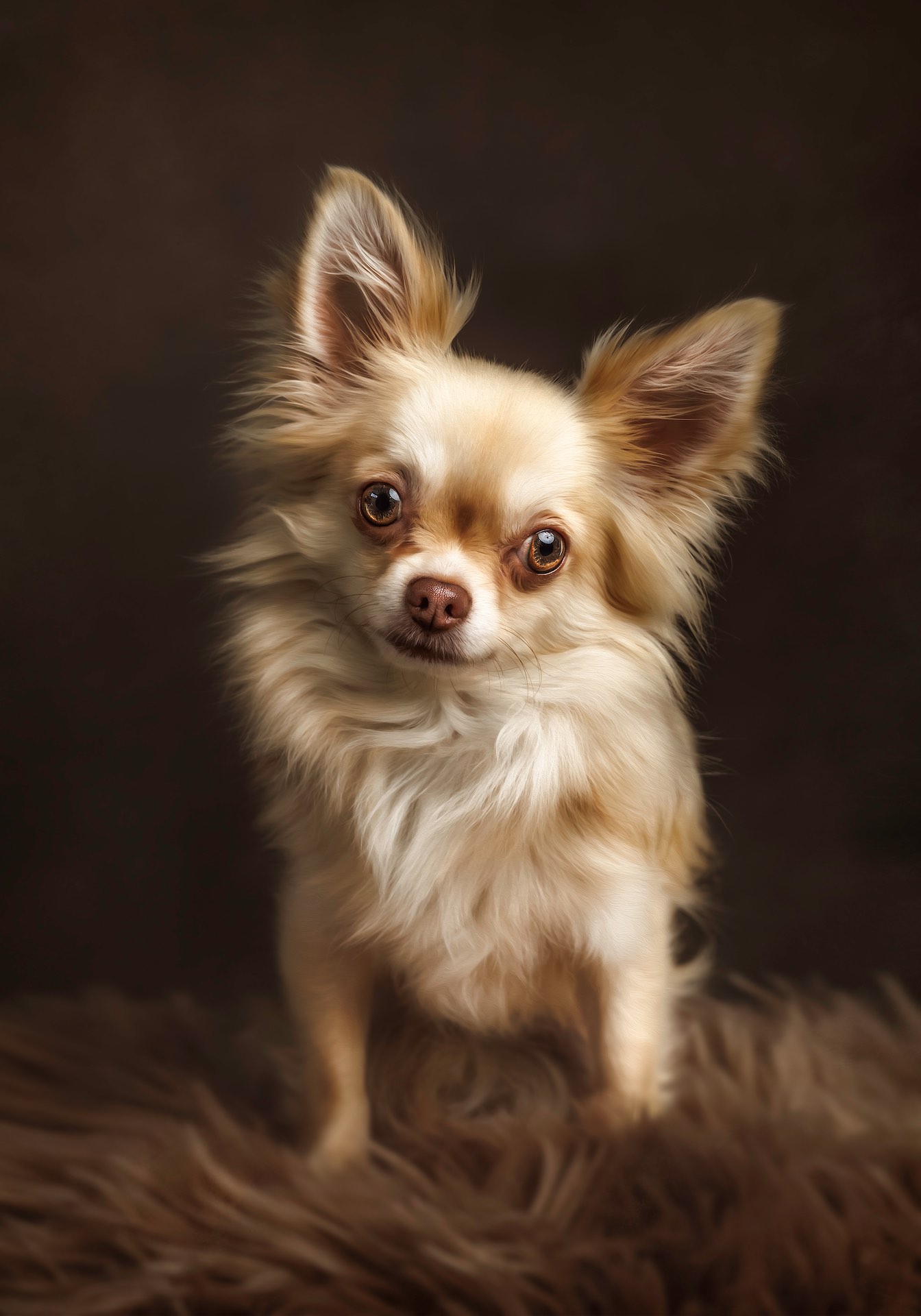 Photographe portrait adulte Marne