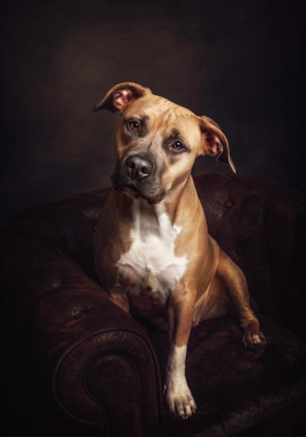 Portrait [chien/chat/animal] studio - Gwen Photographie Marne