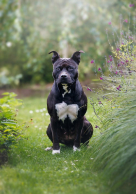 Portrait [chien/chat/animal] studio - Gwen Photographie Marne