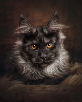 Portrait [chien/chat/animal] studio - Gwen Photographie Marne