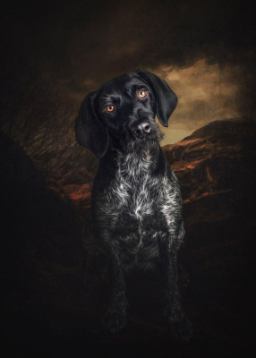 Portrait [chien/chat/animal] studio - Gwen Photographie Marne