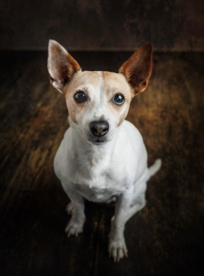 Portrait [chien/chat/animal] studio - Gwen Photographie Marne