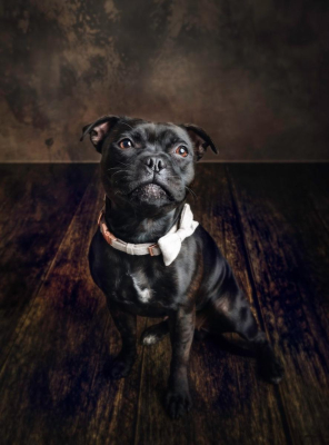 Portrait [chien/chat/animal] studio - Gwen Photographie Marne