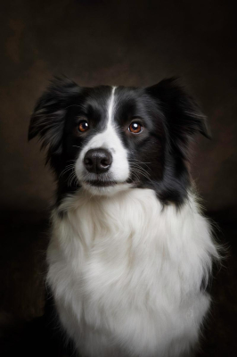 Portrait [chien/chat/animal] studio - Gwen Photographie Marne