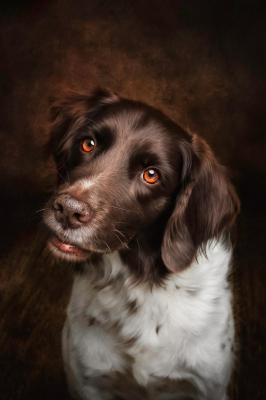 Portrait [chien/chat/animal] studio - Gwen Photographie Marne