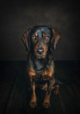 Portrait [chien/chat/animal] studio - Gwen Photographie Marne