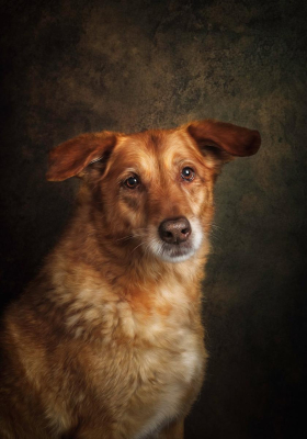 Portrait [chien/chat/animal] studio - Gwen Photographie Marne