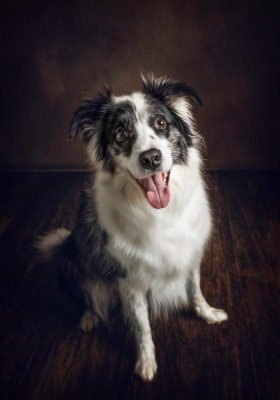Portrait [chien/chat/animal] studio - Gwen Photographie Marne