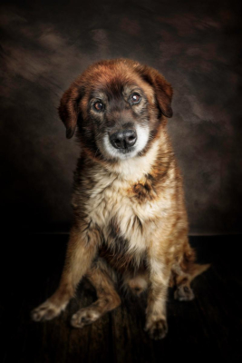 Portrait [chien/chat/animal] studio - Gwen Photographie Marne