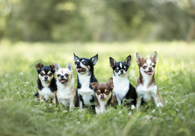 Portrait [chien/chat/animal] studio - Gwen Photographie Marne