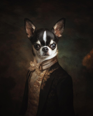 Portrait [chien/chat/animal] studio - Gwen Photographie Marne