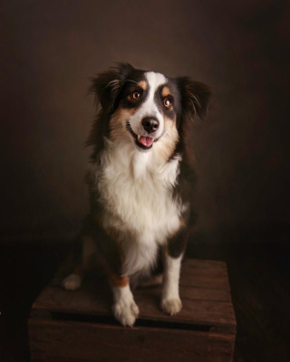 Portrait [chien/chat/animal] studio - Gwen Photographie Marne