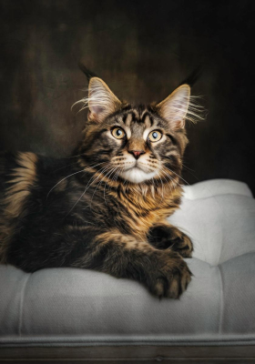 Portrait [chien/chat/animal] studio - Gwen Photographie Marne