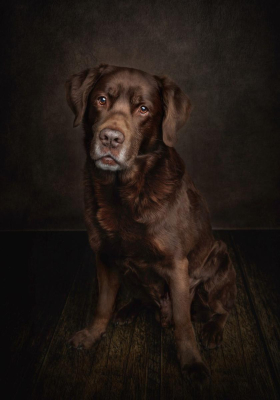 Portrait [chien/chat/animal] studio - Gwen Photographie Marne