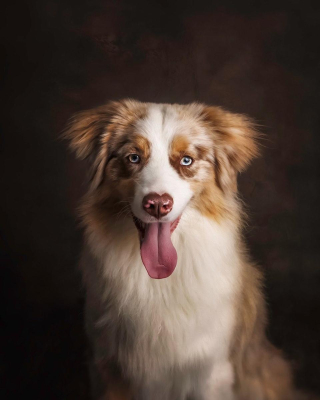 Portrait [chien/chat/animal] studio - Gwen Photographie Marne
