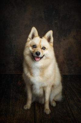 Portrait [chien/chat/animal] studio - Gwen Photographie Marne