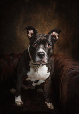 Portrait [chien/chat/animal] studio - Gwen Photographie Marne