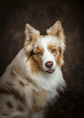 Portrait [chien/chat/animal] studio - Gwen Photographie Marne
