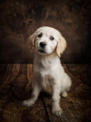 Portrait [chien/chat/animal] studio - Gwen Photographie Marne