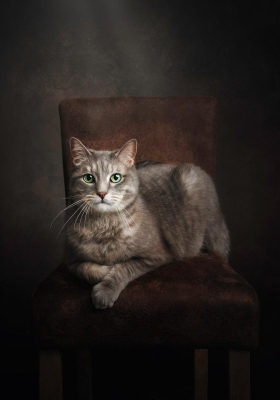 Portrait [chien/chat/animal] studio - Gwen Photographie Marne