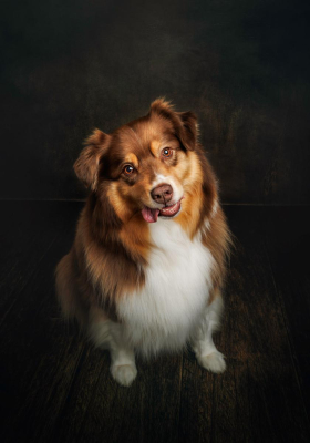 Portrait [chien/chat/animal] studio - Gwen Photographie Marne