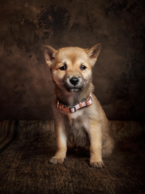 Portrait [chien/chat/animal] studio - Gwen Photographie Marne