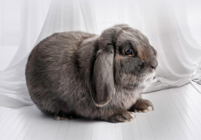 Portrait [chien/chat/animal] studio - Gwen Photographie Marne