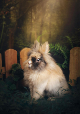 Portrait [chien/chat/animal] studio - Gwen Photographie Marne