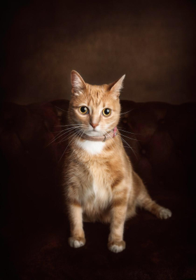 Portrait chat studio Marne - Gwen Photographie