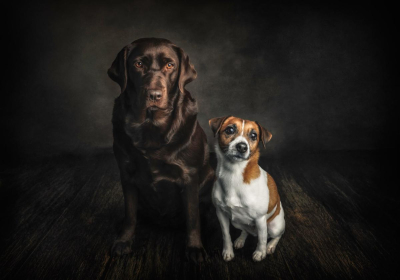 Portrait [chien/chat/animal] studio - Gwen Photographie Marne