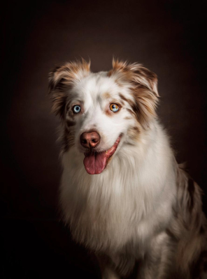 Portrait [chien/chat/animal] studio - Gwen Photographie Marne