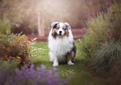 Portrait [chien/chat/animal] studio - Gwen Photographie Marne