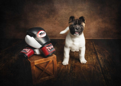 Portrait [chien/chat/animal] studio - Gwen Photographie Marne