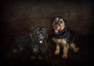 Portrait [chien/chat/animal] studio - Gwen Photographie Marne