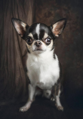 Portrait [chien/chat/animal] studio - Gwen Photographie Marne