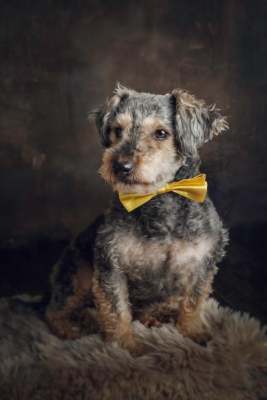 Portrait [chien/chat/animal] studio - Gwen Photographie Marne