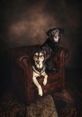Portrait [chien/chat/animal] studio - Gwen Photographie Marne