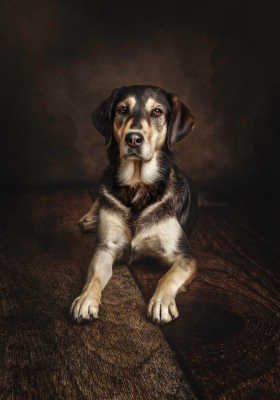 Portrait [chien/chat/animal] studio - Gwen Photographie Marne