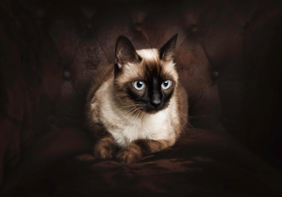 Portrait [chien/chat/animal] studio - Gwen Photographie Marne